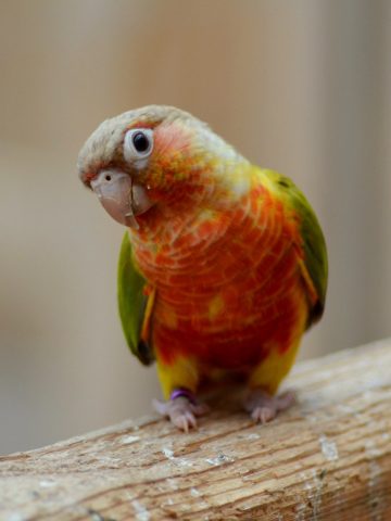 Papugarnia Carmen 6 Papugarnia Carmen 6