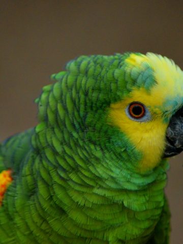 Papugarnia Carmen Papugarnia Carmen