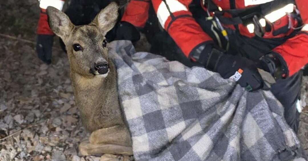 Strażacka interwencja na jeziorze Dzierżno Małe w Pyskowicach. Mundurowi uratowali uwięzioną sarnę